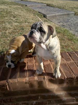 EnglishBulldogTigerStripe